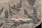 Foto (Detailansicht) von Gleichinites austriacus Ettingshausen (NHMW-GEO-2024-0188-10528)